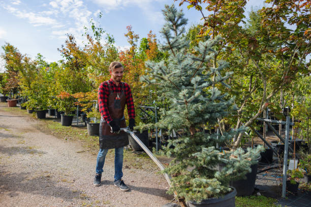 Best Root Management and Removal  in Fairport, NY